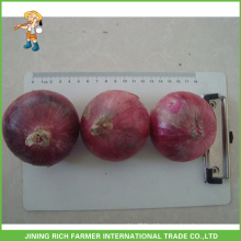 Atacado Novo Crop Fresh Red Onion